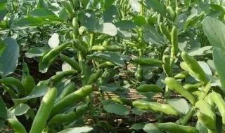 江苏蚕豆种植时间和方法